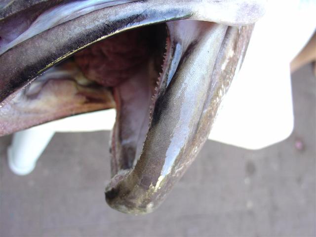 Who says dhufish don't have teeth!